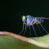 Green Long-legged Fly - Colombo, Sri Lanka