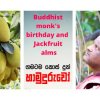 Sri Lankan jungle Food | Buddhist monk's birthday and Jackfruit alms | ගමටම කොස් දුන් හාමුදුරුවෝ