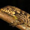 Erdelen's horn lizard (Ceratophora erdeleni)