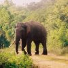 The Sad Story of Wasantha the Tusker