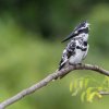 Pied Kingfisher - Thalawathugoda, Sri Lanka