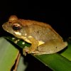 Cheeky shrub frog (Philautus procax)