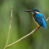 Common Kingfisher - Thalangama, Sri Lanka