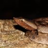 Merrem's hump-nosed viper (Hypnale hypnale)