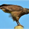 Crested Serpent Eagle - Spilornis cheela spilogaster - සිලූ සරපකුස්සා