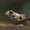 Indian Tree Frog - Kandy, Sri Lanka