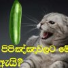 පූසෝ පිපිඤ්ඤාවලට මේ හැටි බය ඇයි? - Why are cats so scared of cucumbers?