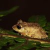 Dilmah shrub frog (Pseudophilautus dilmah)