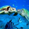 Ahungalla sea turtle conservation center