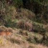 My Experience with Leopards of Horton Plains