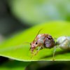 Green Tree Ant - Colombo Sri Lanka