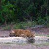 Leopard - Kumana, Sri Lanka