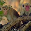 Toque Macaque - Macaca sinica sinica ශ්‍රී ලංකා රිලවා
