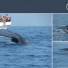 Whale and Dolphin Watching in Sri Lanka