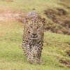 Sri Lanka's top 5 places to see Leopards