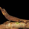 Rough-horn lizard(Ceratophora aspera)