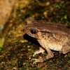 Kotagama's toad (Duttaphrynus kotagamai)