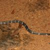 Sri Lanka wolf snake (Lycodon carinatus)