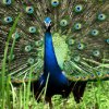 The Peacocks are rising in numbers and urgent action is required