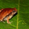Mihintale Red Narrow-mouthed Frog (Microhyla mihintalei)