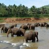 The Pinnawala Elephant orphanage