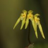 Bulbophyllum thwaitesii