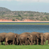 The Gathering (elephants): Natural?