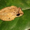 Handapan ella shrub frog (Pseudophilautus lunatus)