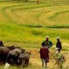 Farming in Sri Lanka