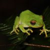 Stuart's shrub frog (Philautus stuarti)