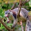 Sri Lanka Giant Squirrel - Ratufa Macroura ශ්‍රී ලංකා දඩුලේනා