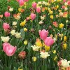 Tulips in Showa Kinen Park