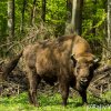 Bison tracking in Poland