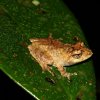 Mittermeier's shrub frog (Pseudophilautus mittermeieri)