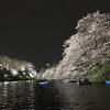 Sakura: Beauty of Japan