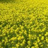 GM Mustard in India: Cautionary tale for Sri Lanka