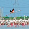 Long-legged, gregarious, pink birds colour the landscape