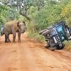 Illegal feeding blamed for three elephant attacks in Yala