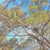 IMG_0195 “Spot the Koala” by Kesara...