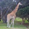 IMG_0355 “Giraffe” by Kesara Rathnayake

	Via...