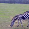 IMG_0383 “Zebras” by Kesara Rathnayake

	Via...