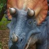 IMG_0528 “Triceratops” by Kesara Rathnayake