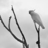 IMG_0560 “Sulphur-crested Cockatoo” by Kesara...