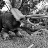 IMG_1634 “Triceratops” by Kesara Rathnayake