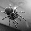 Spider / Tarantula? [IMG_0725] by Kesara Rathnayake

	Via...