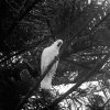 Sulphur-crested Cockatoo [IMG_0579] by Kesara Rathnayake