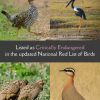 Here Are Sri Lanka’s Endangered Birds