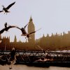 The Big Ben and the birds disturbed
