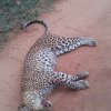Yala was no sanctuary for this leopard