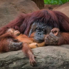 Accident claims life of another zoo animal — motherless orangutan drowns